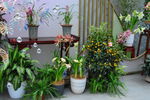 花展 