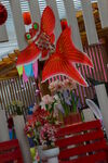 朱顶红  