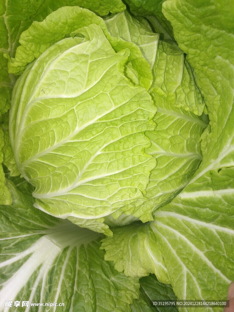 大白菜