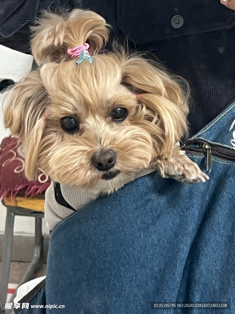 狗