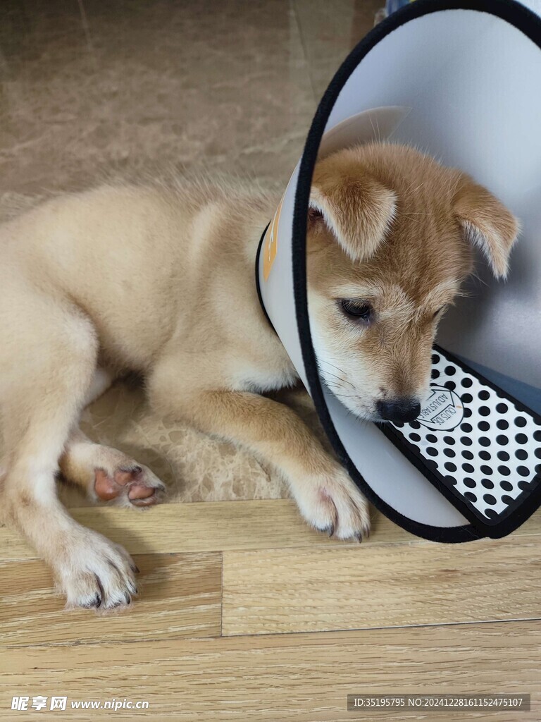 狗
