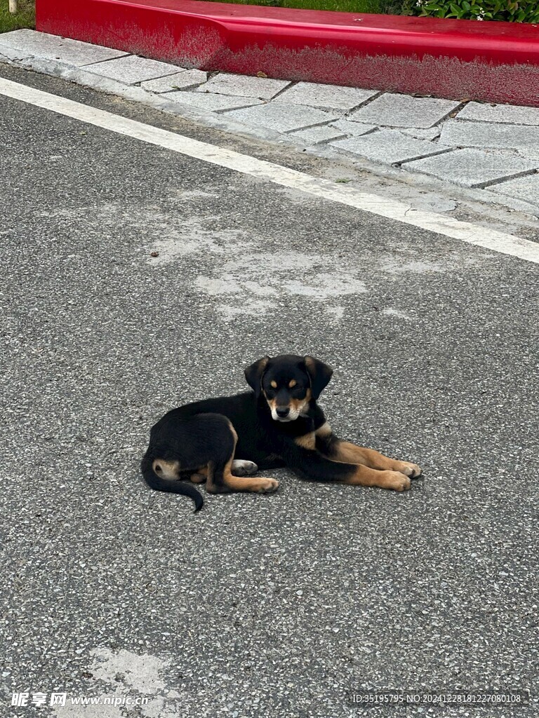 狗