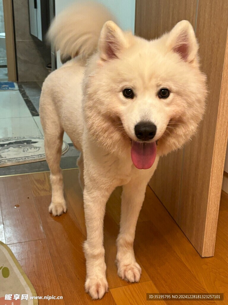 狗