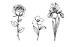 玫瑰花茉莉花鸢尾花线条矢量图