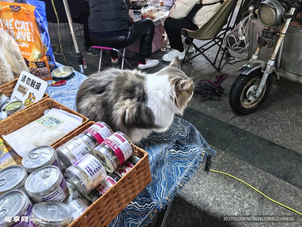 大猫咪