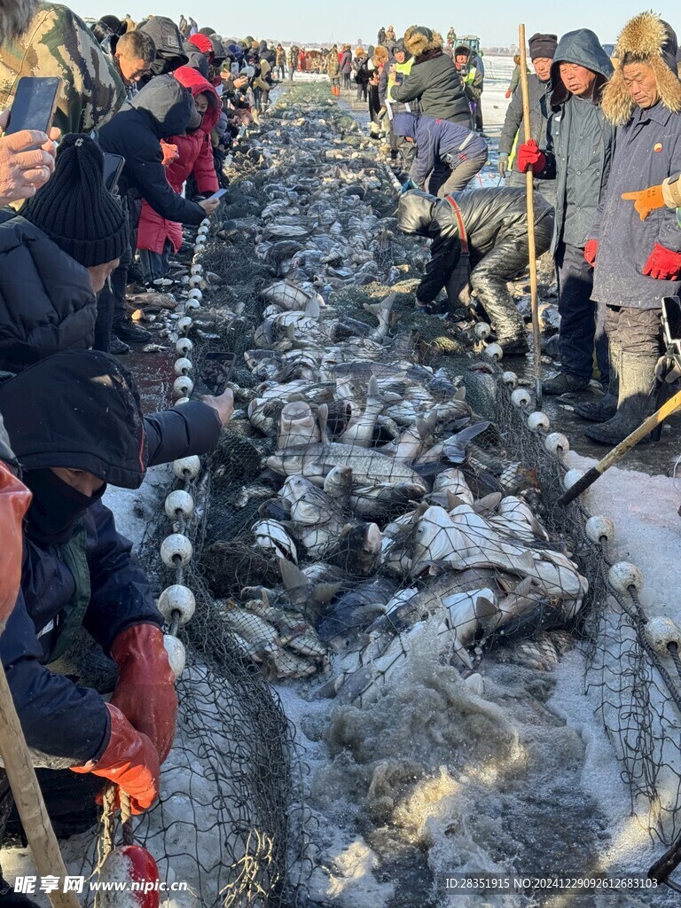 查干湖南湖冬捕出鱼