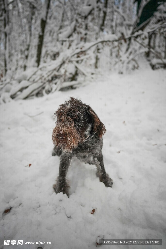 雪地里的狗子 