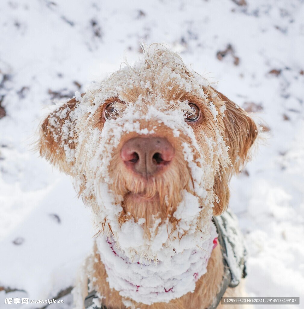 雪地里的狗子 