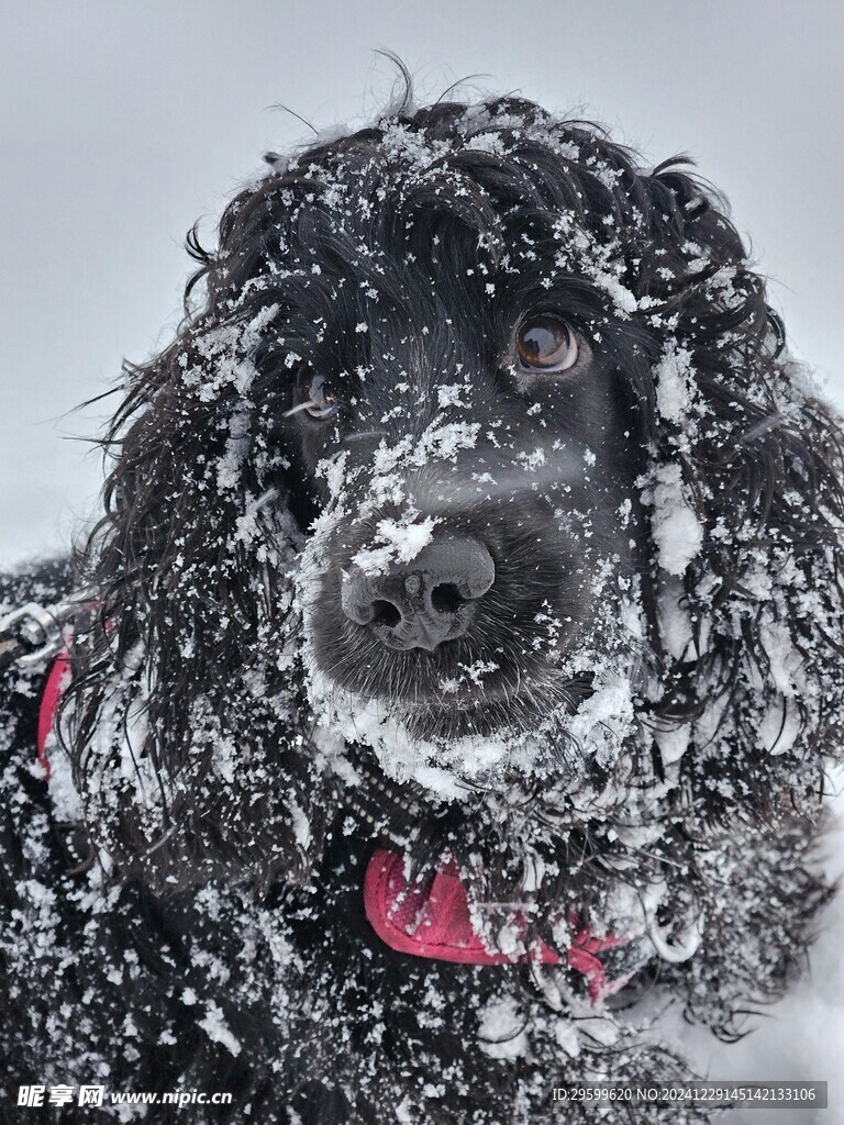 雪地里的狗子 