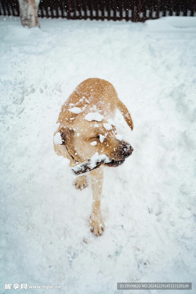 雪地里的狗子  