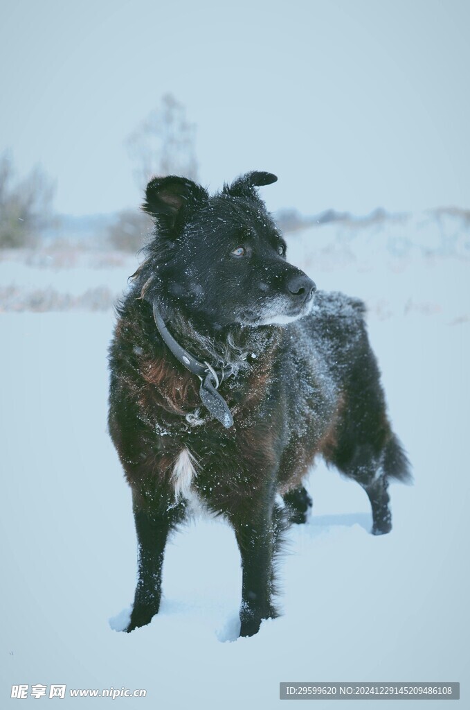 雪地里的狗子  