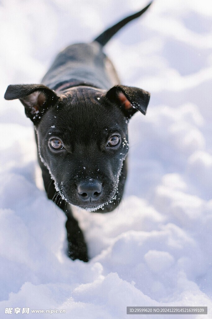 雪地里的狗子 