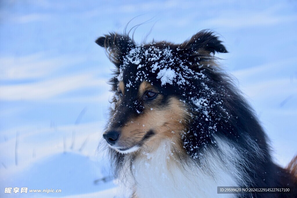 雪地里的狗子  