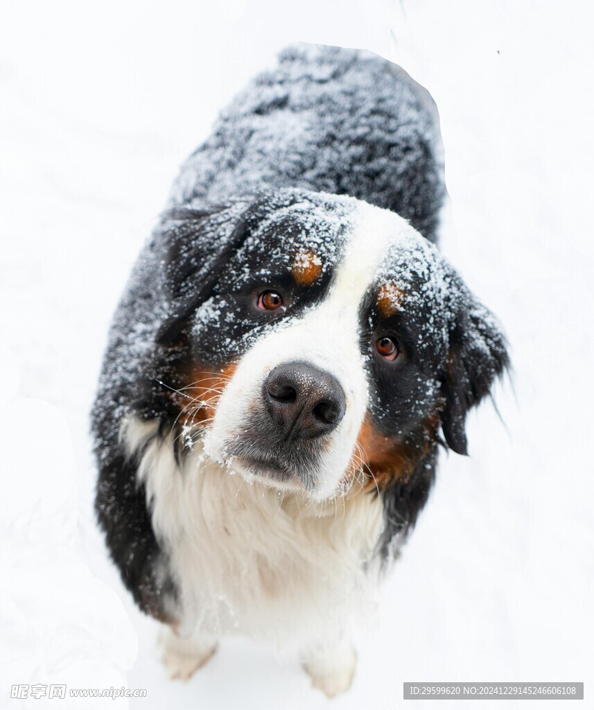 雪地里的狗子 