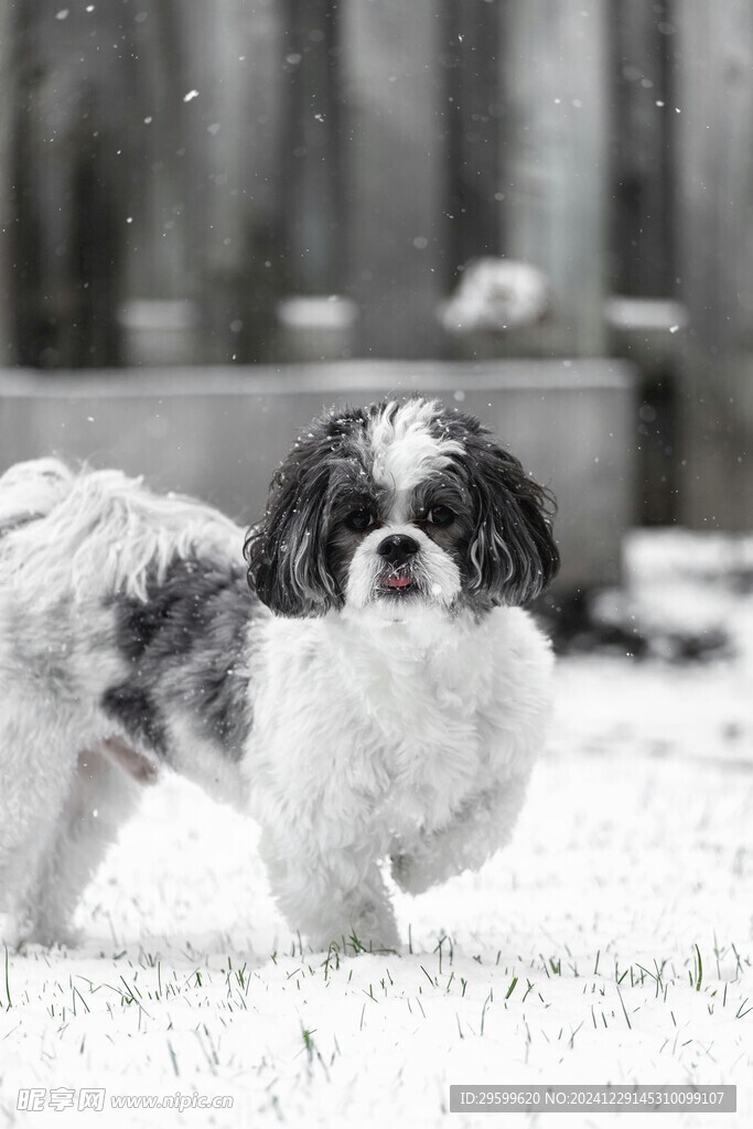 雪地里的狗子  