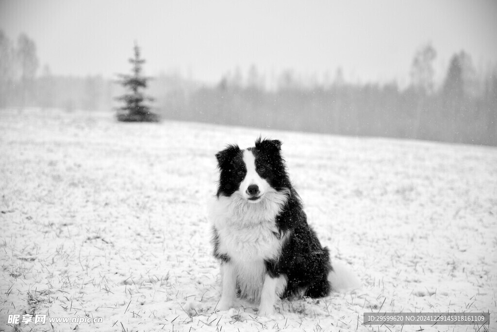 雪地里的狗子  