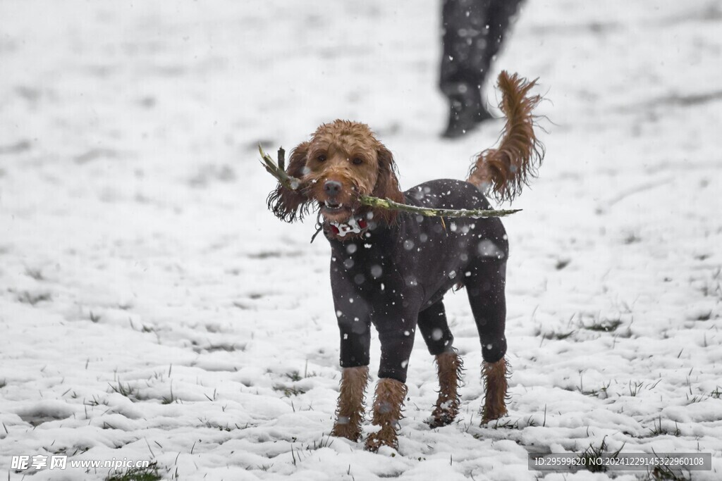 雪地里的狗子 