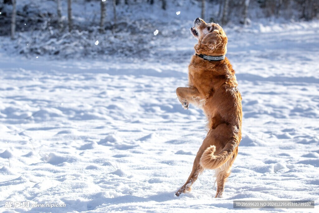 雪地里的狗子  