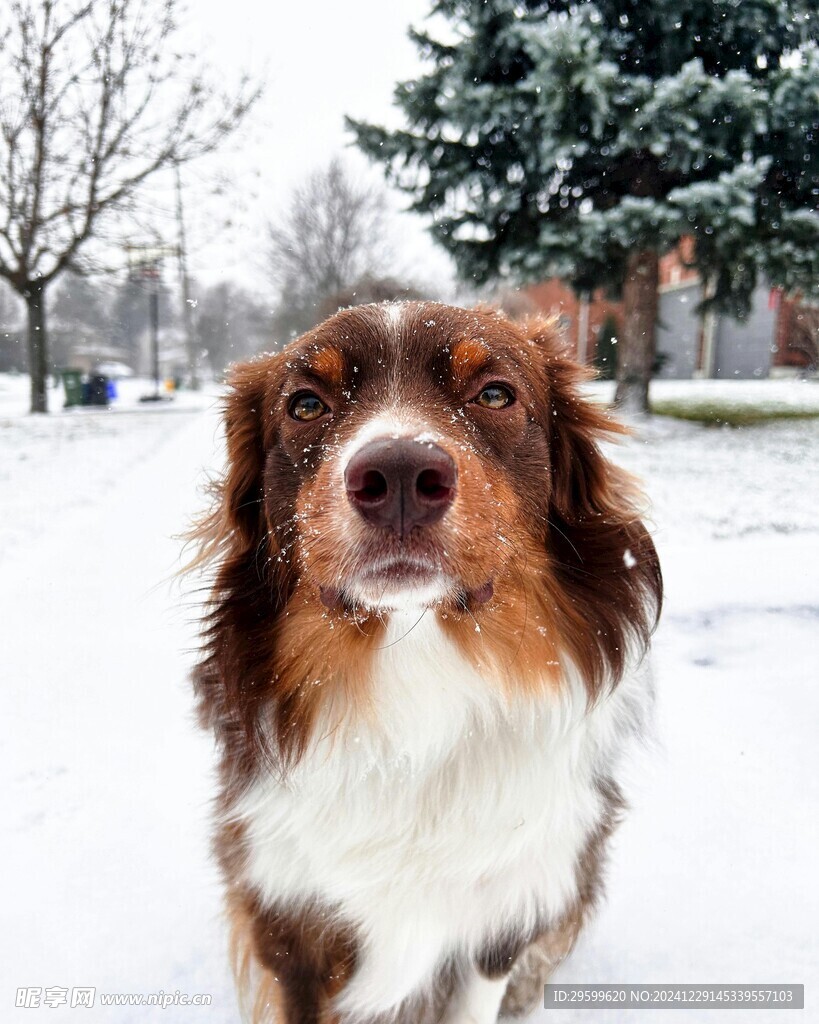 雪地里的狗子 