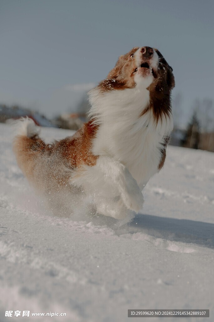 雪地里的狗子  