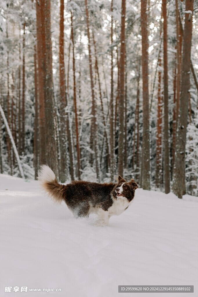 雪地里的狗子  