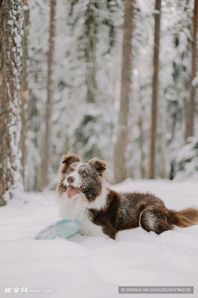 雪地里的狗子  