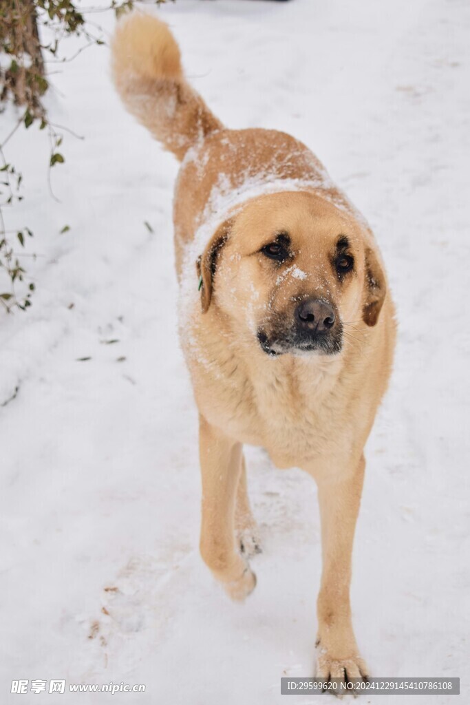 雪地里的狗子  