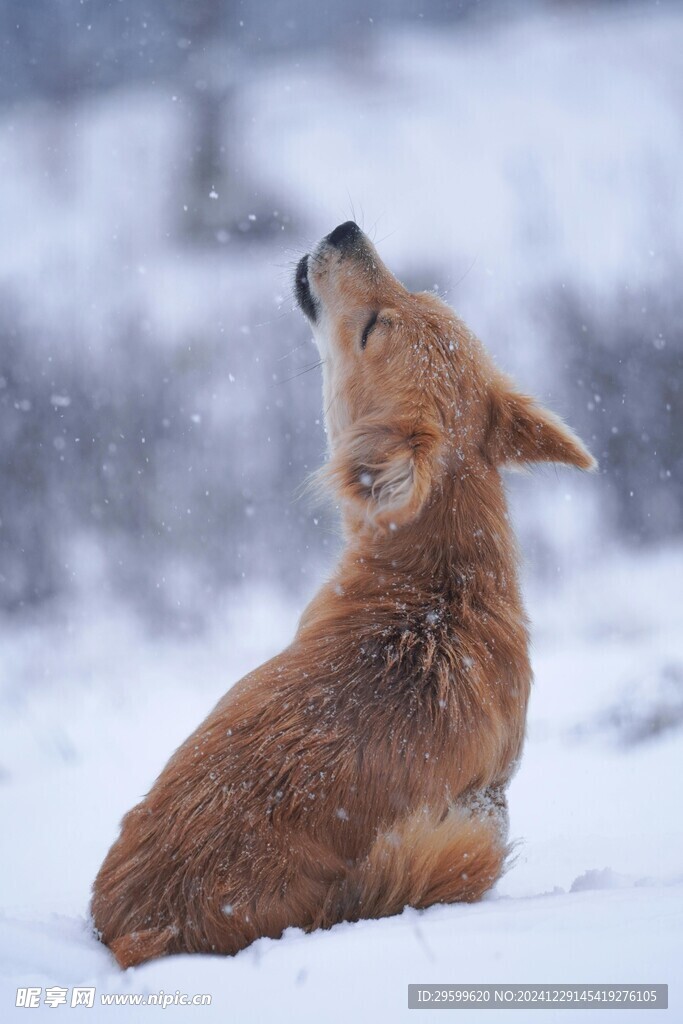 雪地里的狗子  