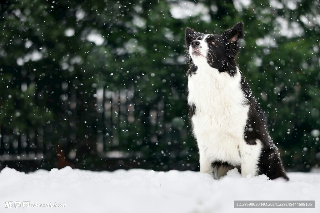 雪地里的狗子  