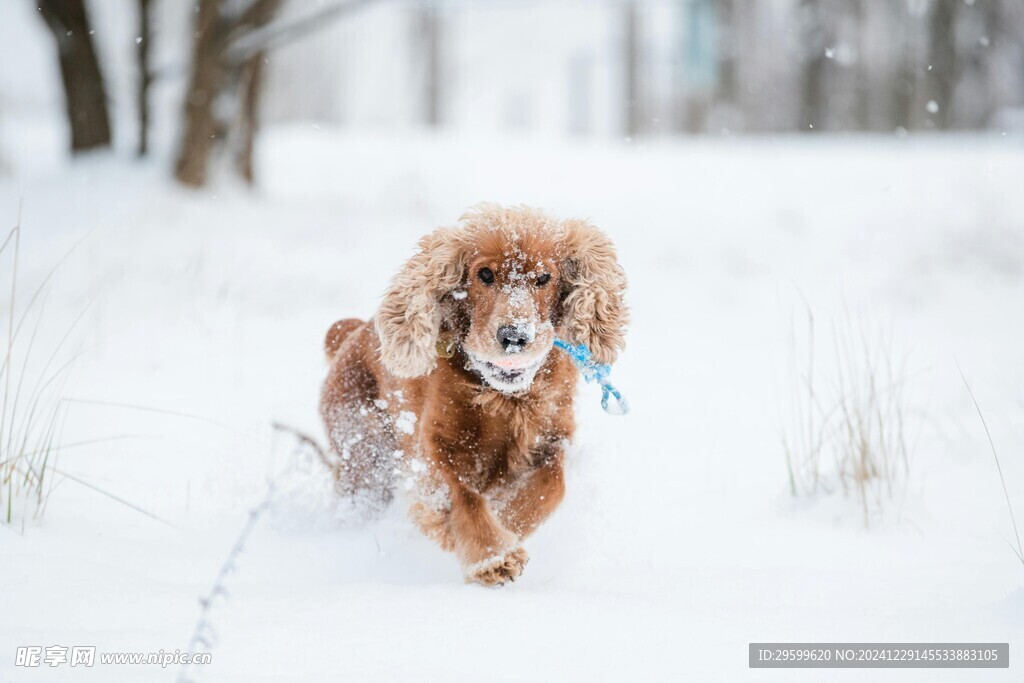 雪地里的狗子 