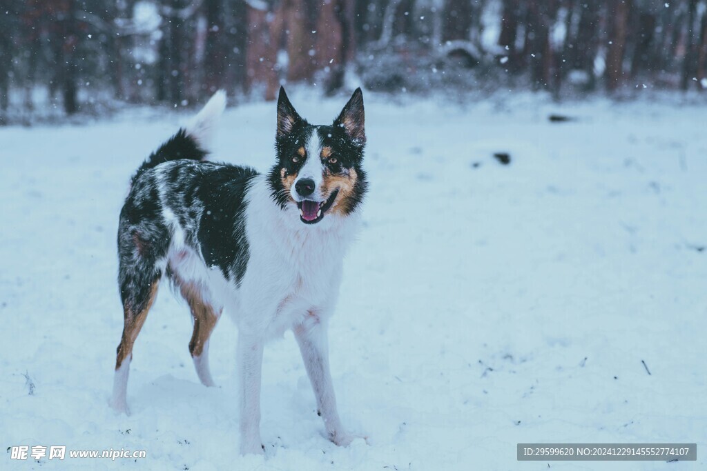 雪地里的狗子 