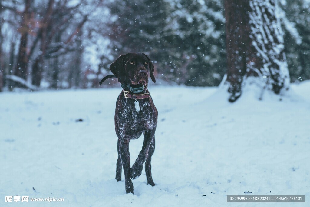 雪地里的狗子  