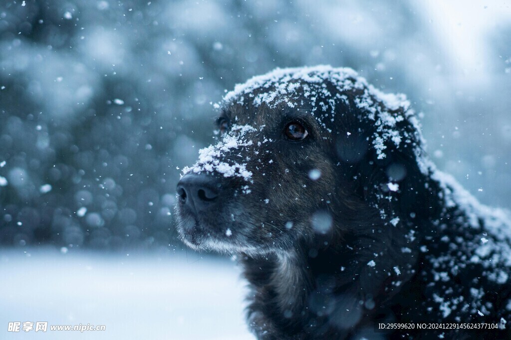 雪地里的狗子  