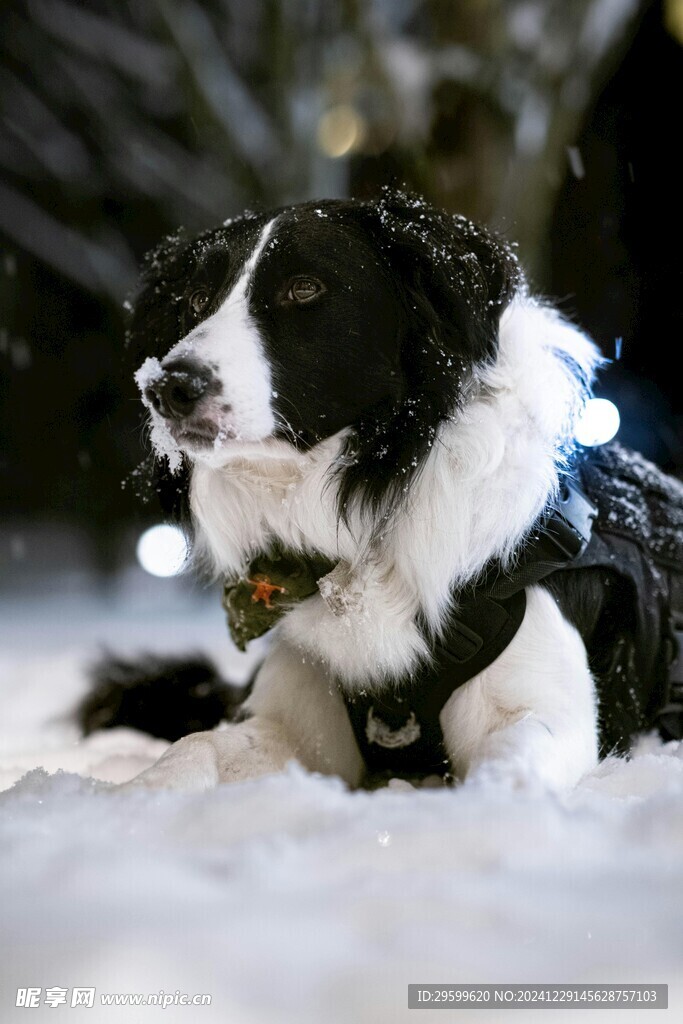 雪地里的狗 