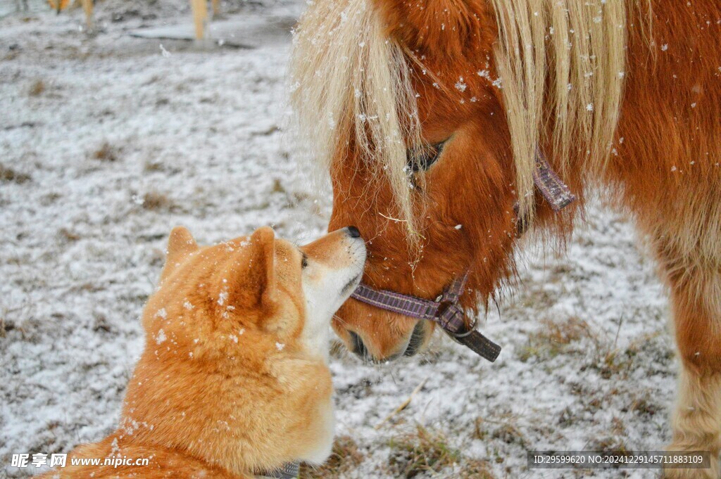 雪地里的狗子  