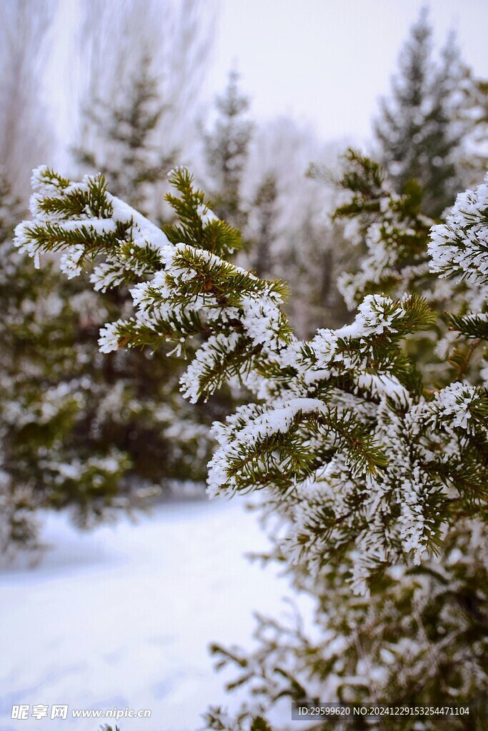  雪景  