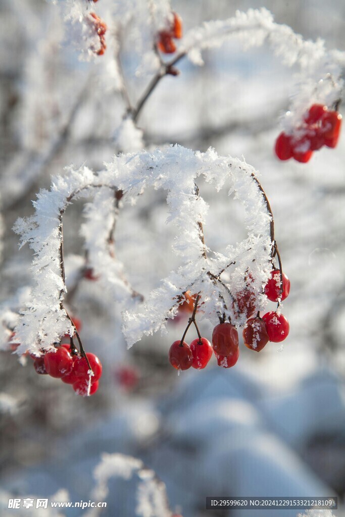  雪景  