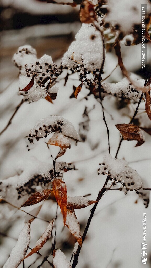 雪景 