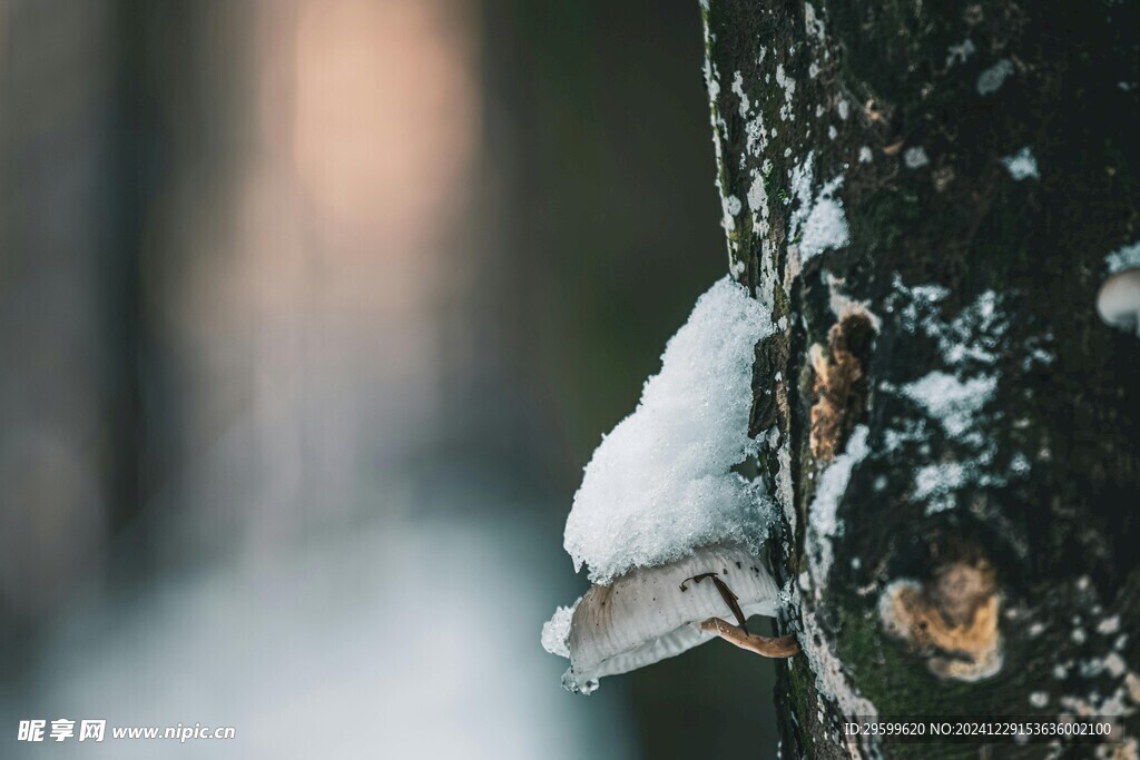 雪景  