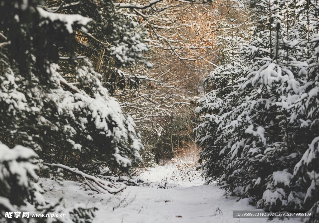 雪景 