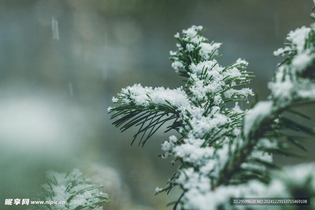 雪花  