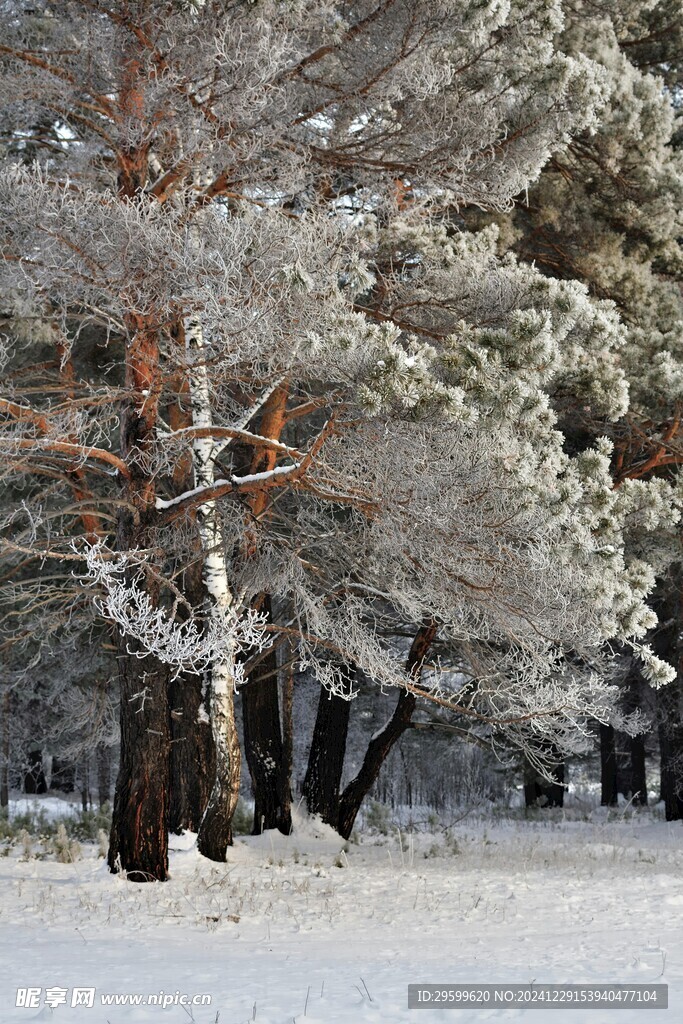 雪景  