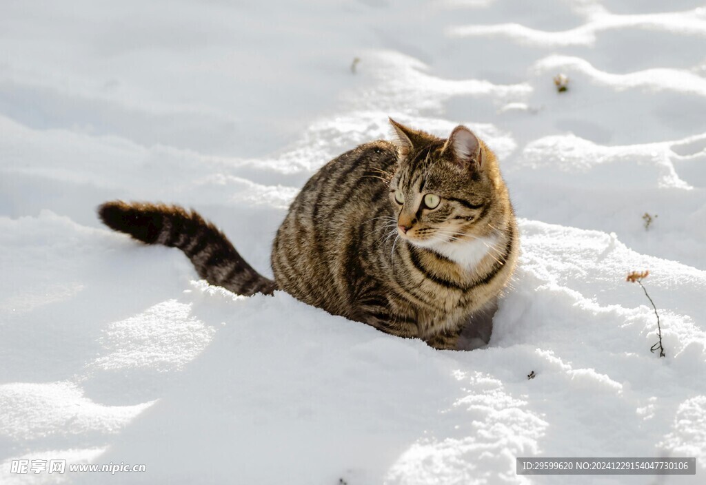  雪地 