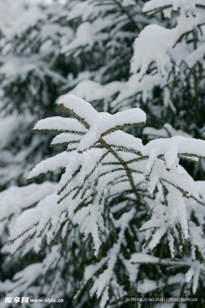 雪景  