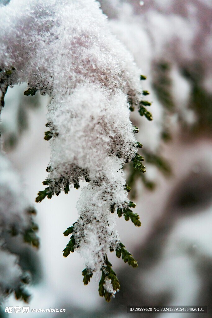 雪景  