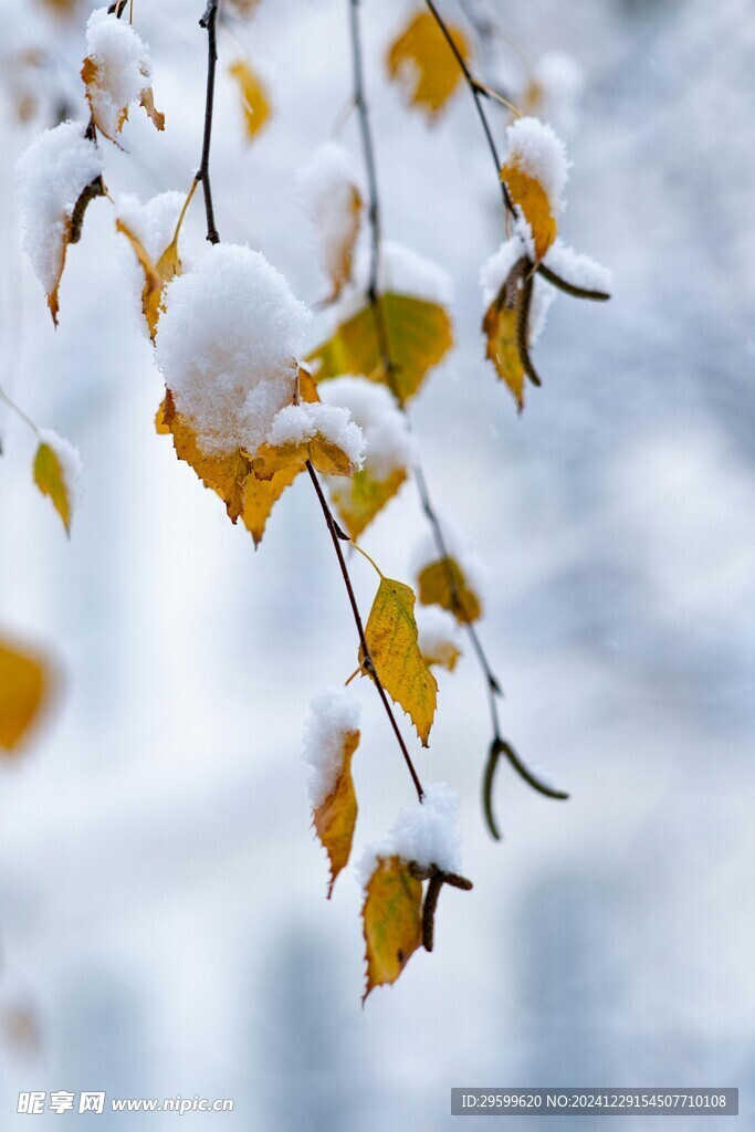 雪景  