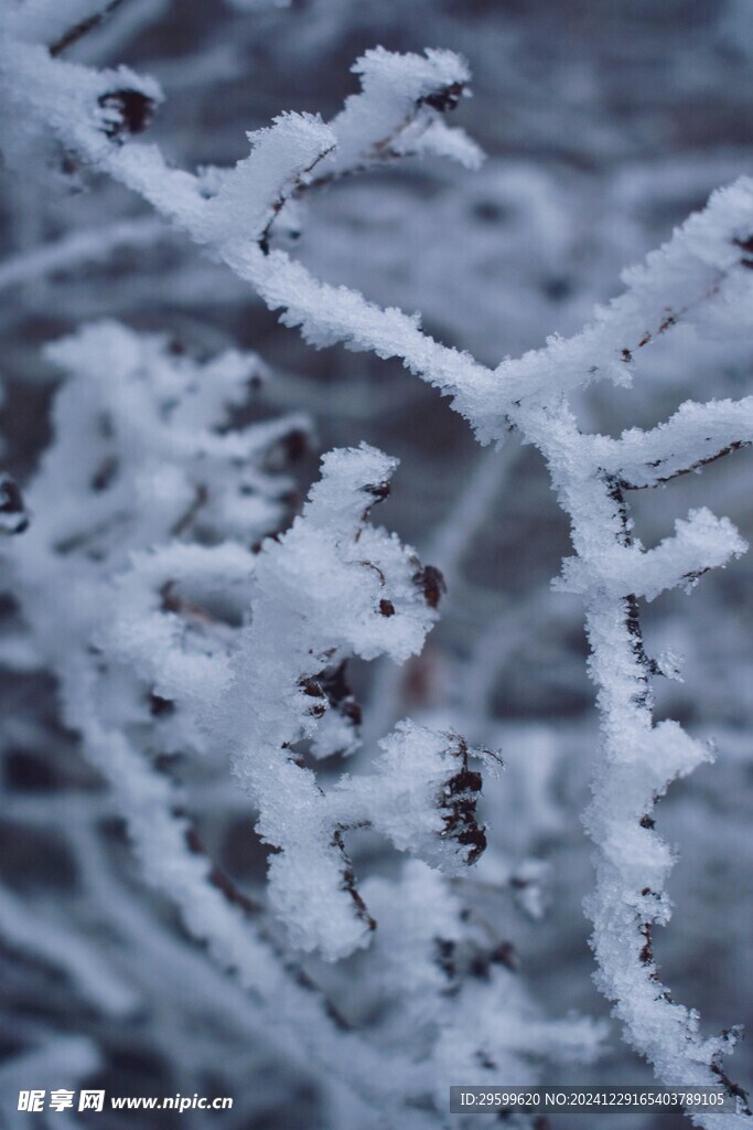 雪景  