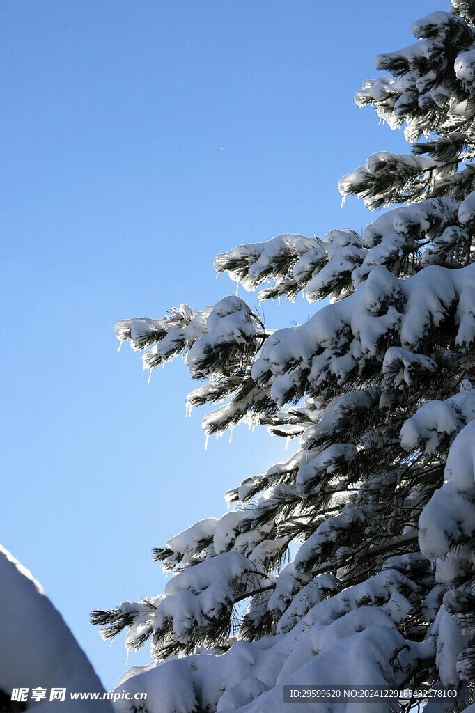 雪景  