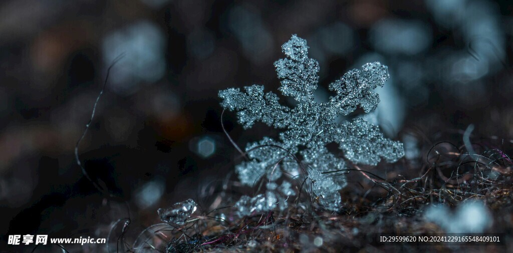  雪 