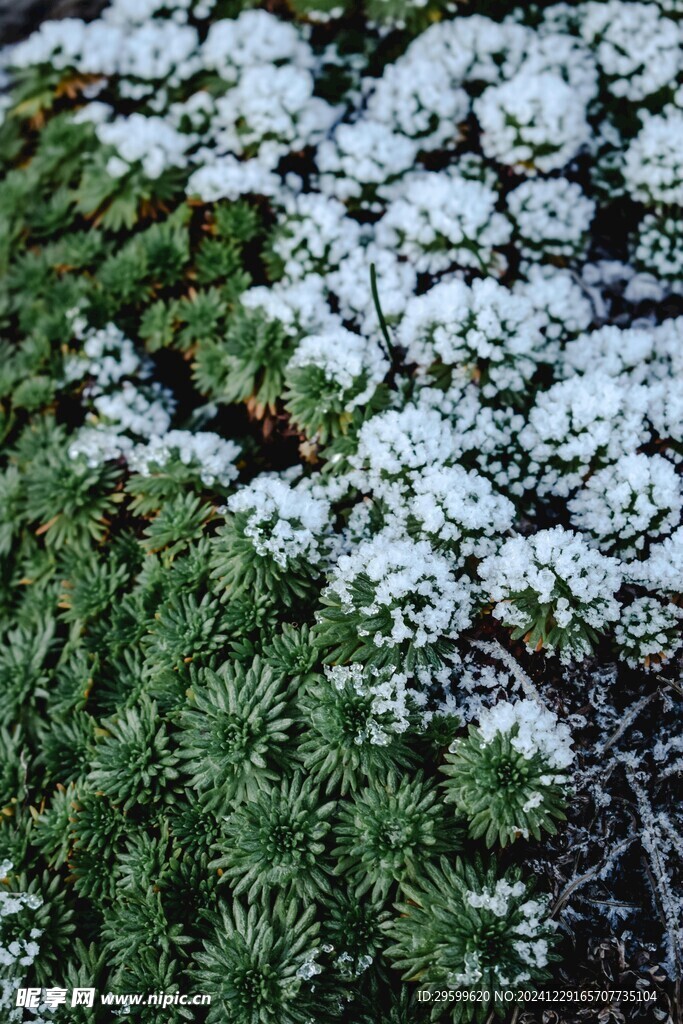  雪景  